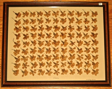 Vinca2